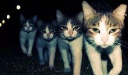 森野小猫被大哥爆料视频,揭秘背后惊人真相